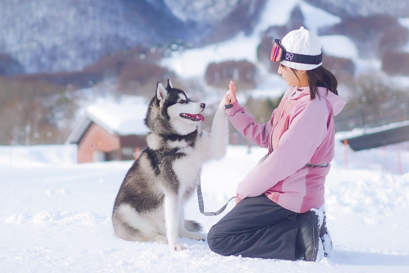 スノードッグエリア