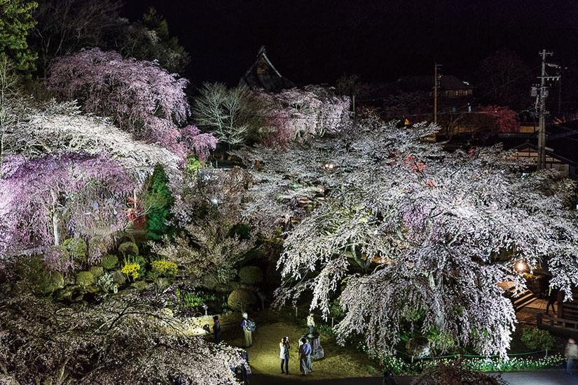 光前寺の桜と光苔を楽しむ春の訪れ